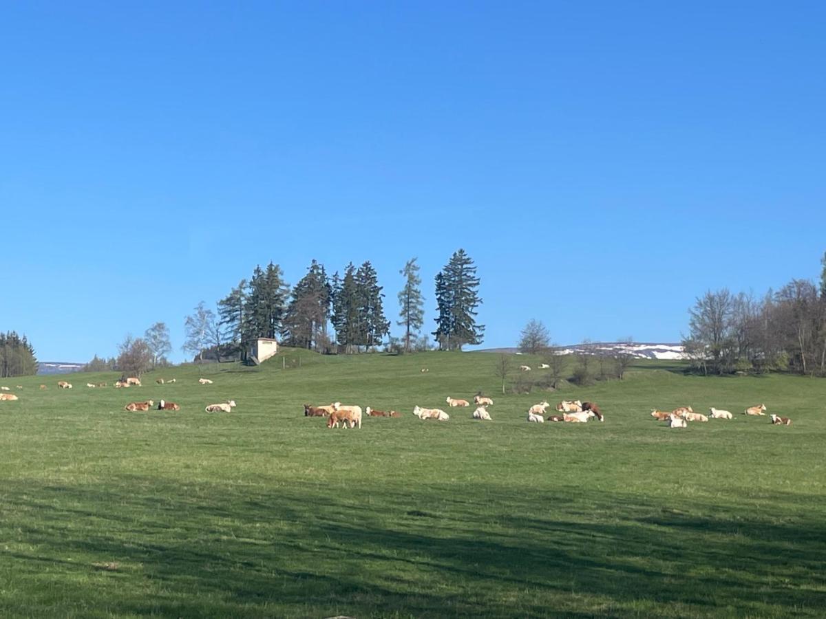 Vceli Chata Mirda Pirda Dolní Moravice Buitenkant foto